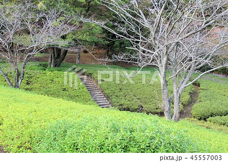 神奈川県厚木市 あつぎつつじの丘公園 神奈川県厚木市 あつぎつつじの丘公園 45557003