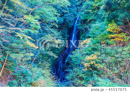 （神奈川県）宮ヶ瀬ダム　大沢の滝　紅葉 45557075