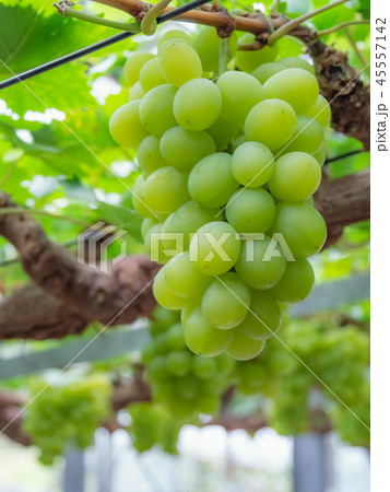ぶどう狩り マスカット・オブ・アレキサンドリア 岡山県産 45557142