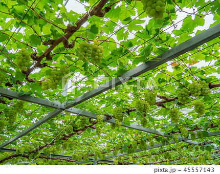 ぶどう狩り マスカット・オブ・アレキサンドリア 岡山県産 ぶどう狩り マスカット・オブ・アレキサンドリア 岡山県産 45557143