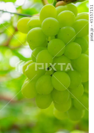 ぶどう狩り マスカット・オブ・アレキサンドリア 岡山県産 45557151