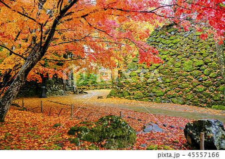 懐古園の紅葉2 懐古園の紅葉2 45557166