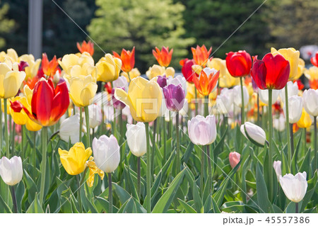 チューリップ 45557386