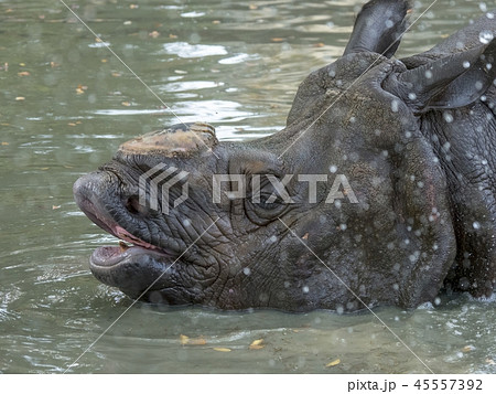 インドサイ インドサイ 45557392