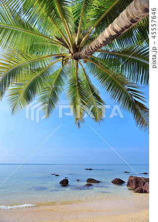 palms tree palms tree 45557646