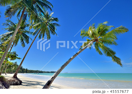 Coconut palms Coconut palms 45557677