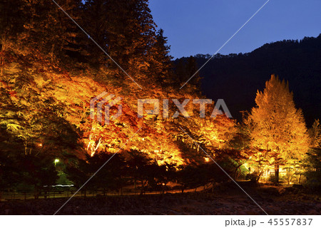 <紅葉> 香嵐渓 もみじ 旅館 <紅葉> 香嵐渓 もみじ 旅館 45557837