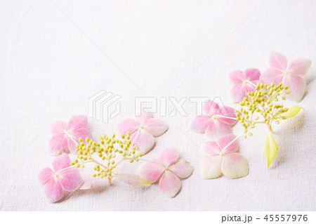 秋色あじさい 秋色あじさい 45557976