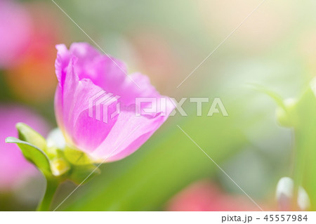 Beautiful Common Purslane Beautiful Common Purslane 45557984