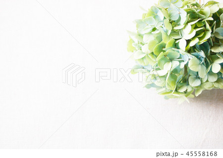 秋色あじさい 秋色あじさい 45558168