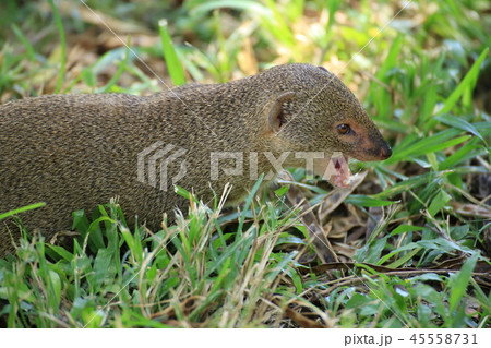 マングース マングース 45558731