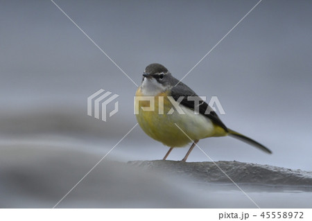 多摩川に生きるキセキレイ（11月） 45558972