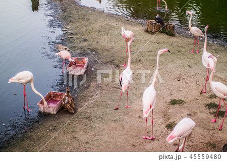 Pink flamingos on a sandy cape near the lake Pink flamingos on a sandy cape near the lake 45559480
