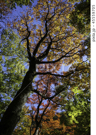 紅葉 45559705