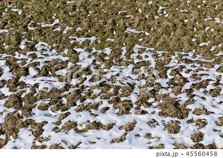 冬景色_雪の積もった水田 45560458