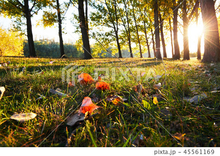 beautiful trees in autumn forest, bright sunlight beautiful trees in autumn forest, bright sunlight 45561169