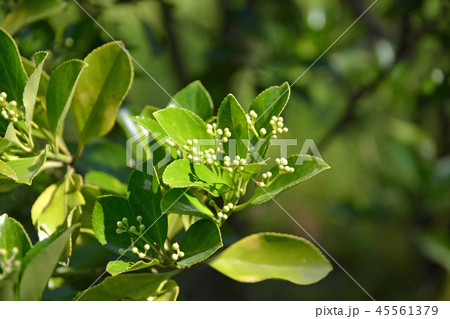 新潟市内散歩：西海岸公園　樹木・マサキ　ニシキギ科 45561379