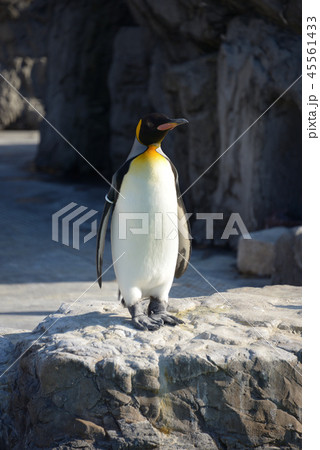 ペンギン 45561433