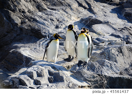 ペンギン 45561437