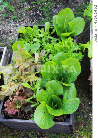 コンテナで育てる野菜 45561462