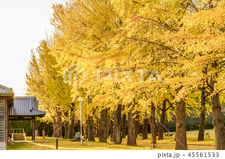 日本の秋 水戸歴史館 イチョウ並木の紅葉の写真素材