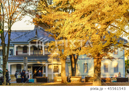 日本の秋 水戸歴史館 イチョウ並木の紅葉 日本の秋 水戸歴史館 イチョウ並木の紅葉 45561543