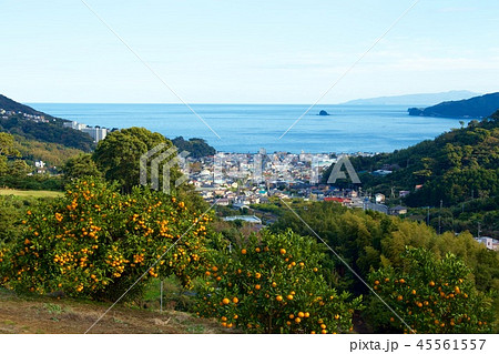 海を望む伊豆のみかん園　温州みかん 45561557