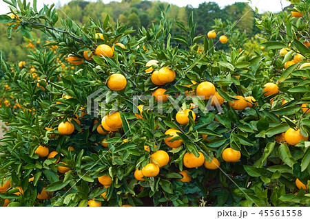 海を望む伊豆のみかん園　温州みかん 45561558