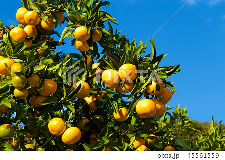 海を望む伊豆のみかん園 温州みかん 海を望む伊豆のみかん園 温州みかん 45561559