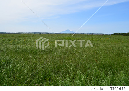 サロベツ原生花園 45561652