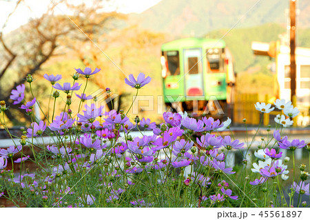 秋の樽見鉄道 秋の樽見鉄道 45561897