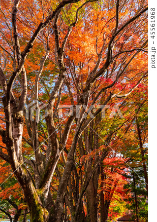 《山梨県》富士河口湖町・もみじ回廊 《山梨県》富士河口湖町・もみじ回廊 45561968