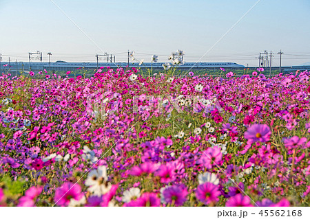 コスモス色に包まれて 45562168