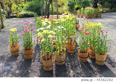 向島百花園、菊が彩る江戸花屋敷、古典菊の展示(11月)東京都墨田区 向島百花園、菊が彩る江戸花屋敷、古典菊の展示(11月)東京都墨田区 45562202