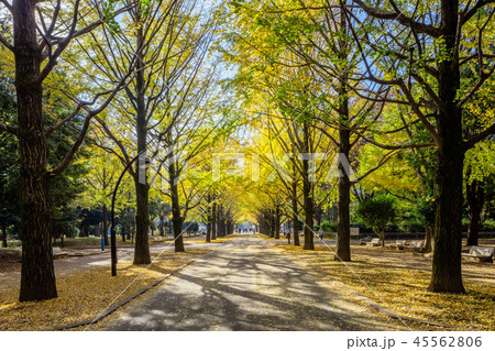 東京 練馬区 光が丘公園の紅葉の写真素材