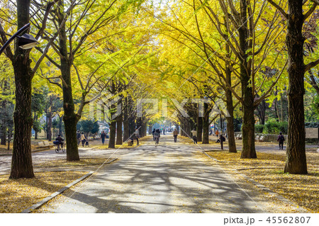 東京 練馬区 光が丘公園の紅葉の写真素材