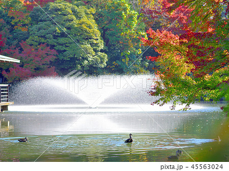 噴水と紅葉 45563024