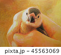 文鳥　ヒナ鳥　温もり　包み込む　絵画作品 45563069