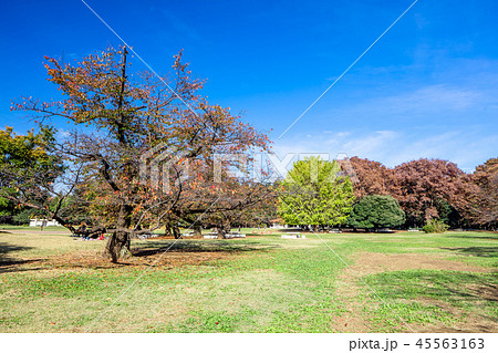 東京 練馬区 秋の光が丘公園 東京 練馬区 秋の光が丘公園 45563163