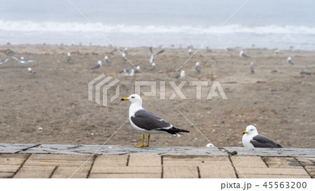 蕪島のウミネコ 蕪島のウミネコ 45563200