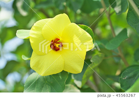 黄色のハマボウの花 45563267