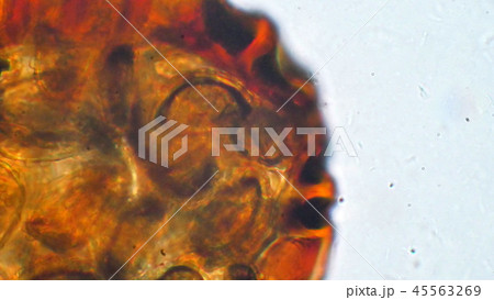 シダの胞子の顕微鏡写真 45563269