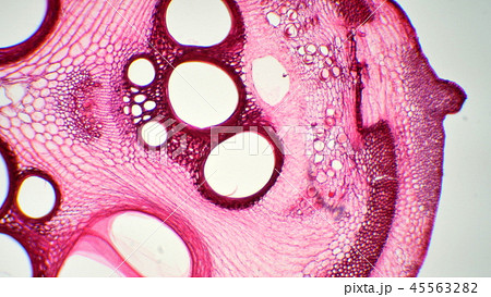 ヘチマの茎の断面の顕微鏡写真の写真素材