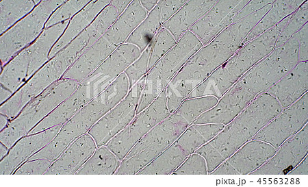 玉ねぎの表皮細胞の顕微鏡写真の写真素材
