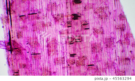 材木の細胞 材木の細胞 45563294