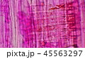 材木の細胞 45563297