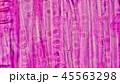 材木の細胞 45563298