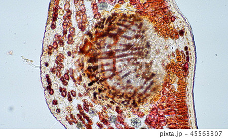 ツバキの葉の断面の顕微鏡写真の写真素材
