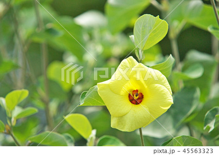 黄色のハマボウの花 45563323