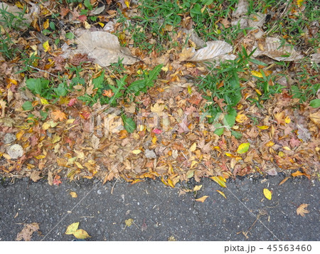 紅葉の道 45563460